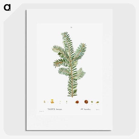 1-93_Treatise-on-Trees-and-Shrubs_picture