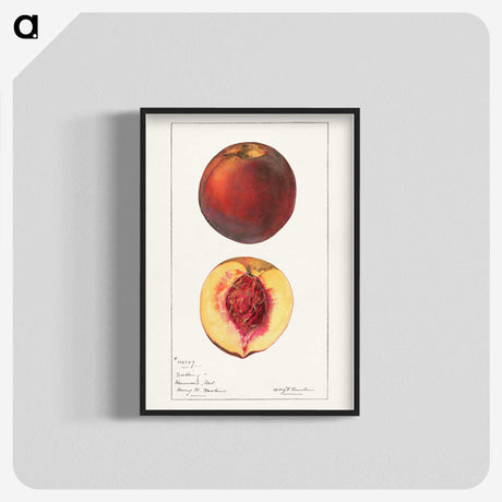 1-93_USDA-Watercolor-Fruit-Painting-Collection_blk-crop