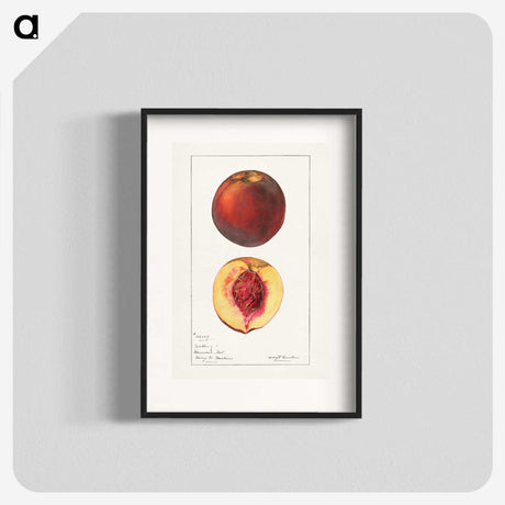 1-93_USDA-Watercolor-Fruit-Painting-Collection_blk