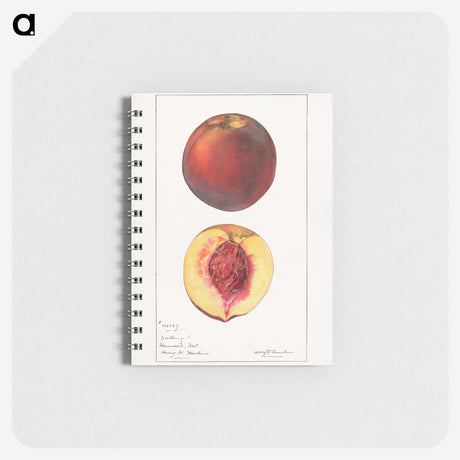 1-93_USDA-Watercolor-Fruit-Painting-Collection_memo