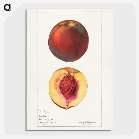 1-93_USDA-Watercolor-Fruit-Painting-Collection_picture-crop