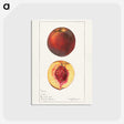 1-93_USDA-Watercolor-Fruit-Painting-Collection_postcard