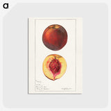 1-93_USDA-Watercolor-Fruit-Painting-Collection_postcard