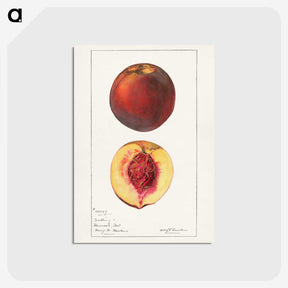 1-93_USDA-Watercolor-Fruit-Painting-Collection_postcard