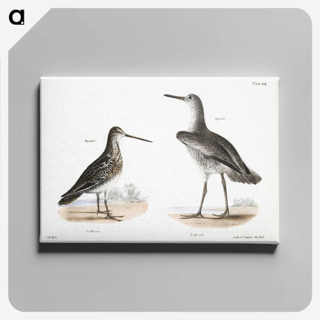1-93_Zoology-of-New-York_canvas
