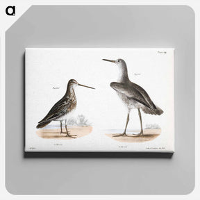 アートパネル-Willet (Totanus semipalmatus) 220. American Snipe (Scolopax wilsoni) - ニューヨークの動物学 Canvas.