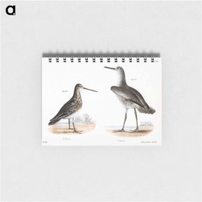 アートメモ帳-Willet (Totanus semipalmatus) 220. American Snipe (Scolopax wilsoni) - ニューヨークの動物学 Memo.