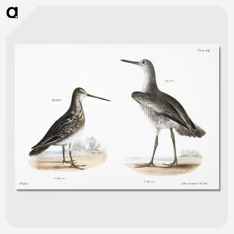 1-93_Zoology-of-New-York_picture-crop