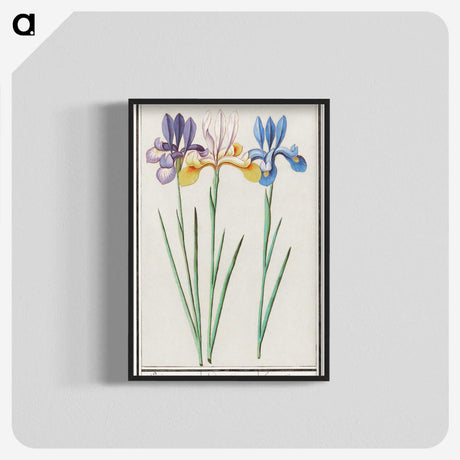 1-94_Anselmus-Boetius-de-Boodt_blk-crop