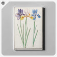 1-94_Anselmus-Boetius-de-Boodt_canvas