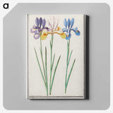 1-94_Anselmus-Boetius-de-Boodt_canvas