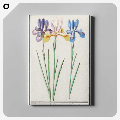 1-94_Anselmus-Boetius-de-Boodt_canvas