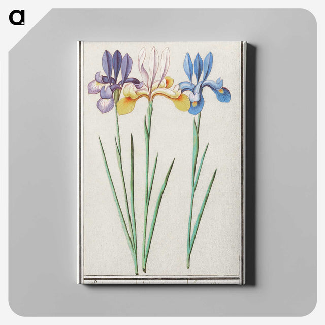 1-94_Anselmus-Boetius-de-Boodt_canvas