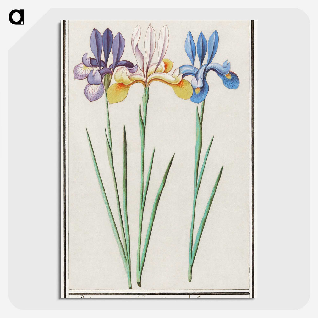 1-94_Anselmus-Boetius-de-Boodt_picture-crop