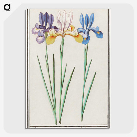 1-94_Anselmus-Boetius-de-Boodt_picture-crop