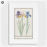 1-94_Anselmus-Boetius-de-Boodt_picture