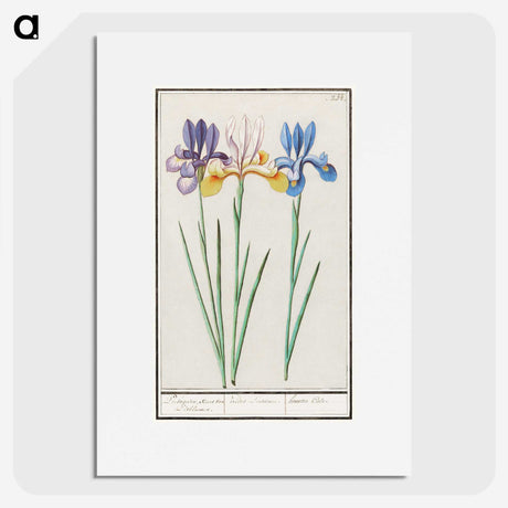 1-94_Anselmus-Boetius-de-Boodt_picture