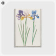 1-94_Anselmus-Boetius-de-Boodt_postcard