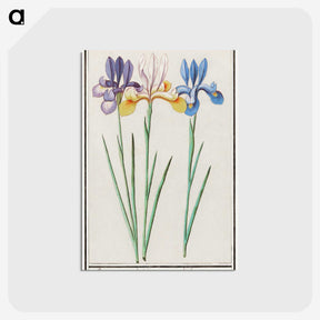 1-94_Anselmus-Boetius-de-Boodt_postcard