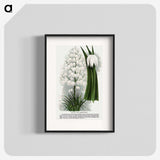 1-94_Botanical-Specimen-Plates_blk