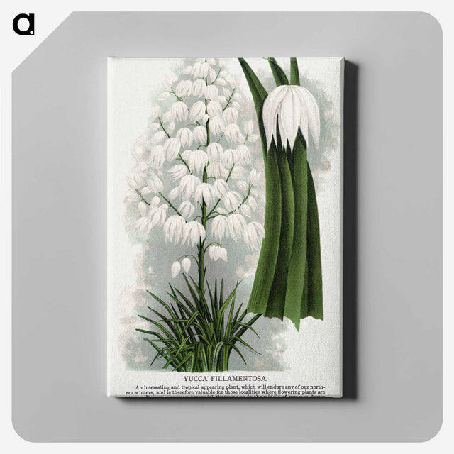 1-94_Botanical-Specimen-Plates_canvas