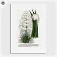 1-94_Botanical-Specimen-Plates_picture