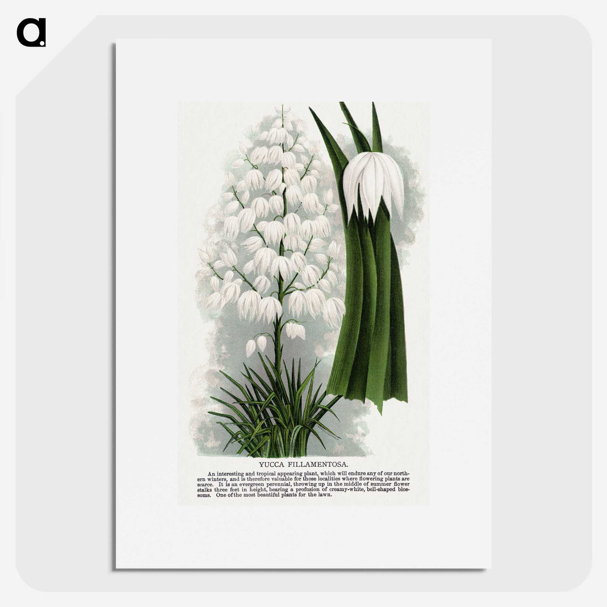 1-94_Botanical-Specimen-Plates_picture