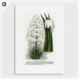 1-94_Botanical-Specimen-Plates_picture