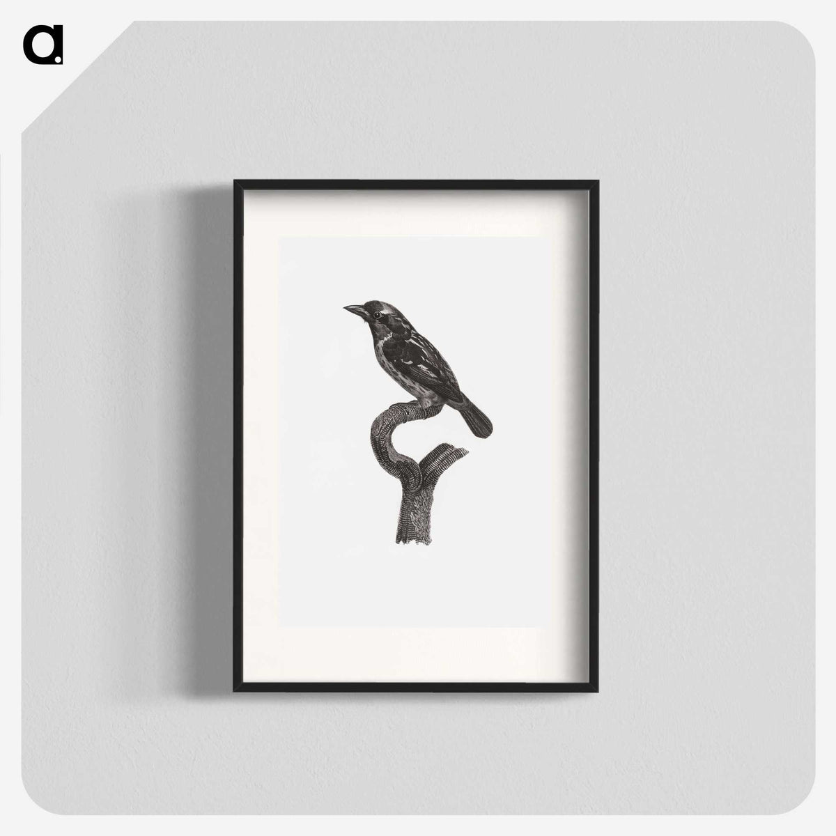 1-94_Des-Oiseaux-de-Paradis_blk