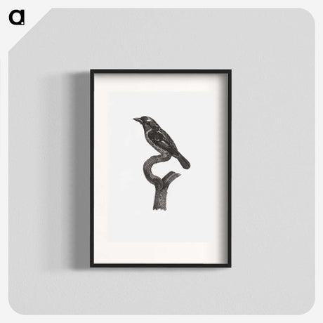 1-94_Des-Oiseaux-de-Paradis_blk