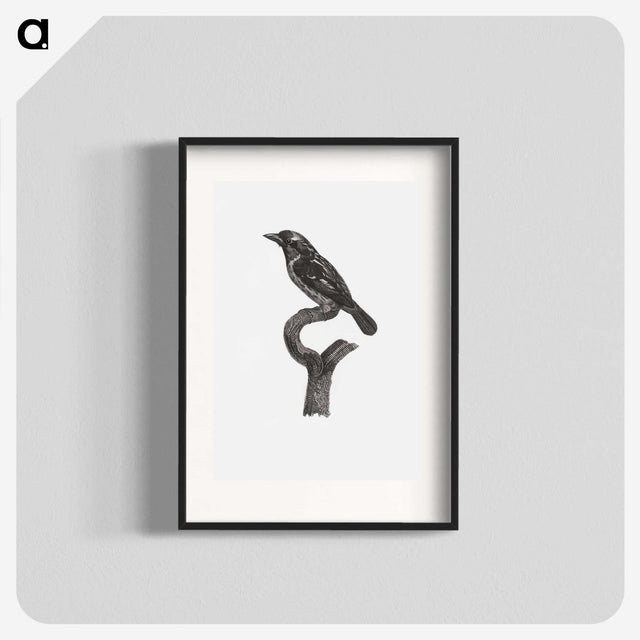 1-94_Des-Oiseaux-de-Paradis_blk