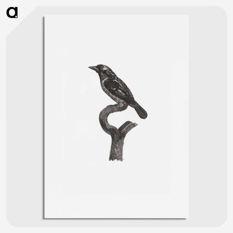 1-94_Des-Oiseaux-de-Paradis_picture