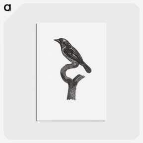 1-94_Des-Oiseaux-de-Paradis_postcard