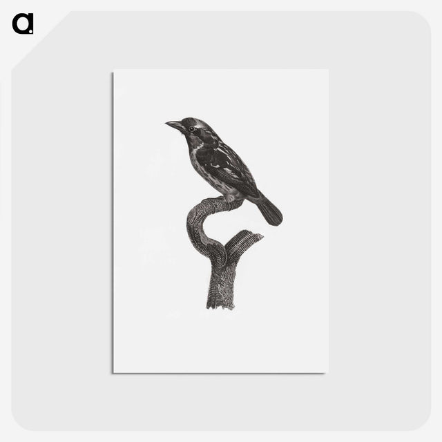 1-94_Des-Oiseaux-de-Paradis_postcard