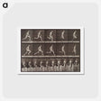 アートポストカード-Animal Locomotion Plate 60
 - エドワード マイブリッジ Postcard.