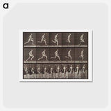 アートポストカード-Animal Locomotion Plate 60
 - エドワード マイブリッジ Postcard.