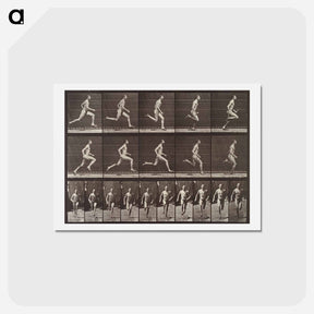 アートポストカード-Animal Locomotion Plate 60
 - エドワード マイブリッジ Postcard.