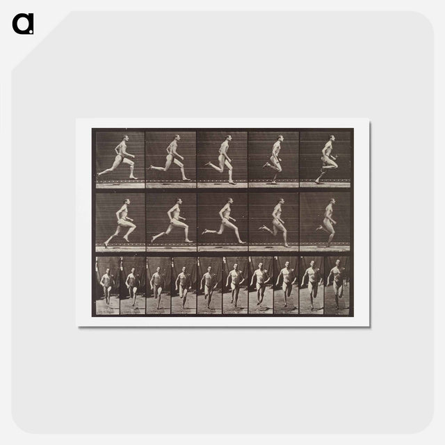 アートポストカード-Animal Locomotion Plate 60
 - エドワード マイブリッジ Postcard.