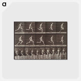 アートポストカード-Animal Locomotion Plate 60
 - エドワード マイブリッジ Postcard.
