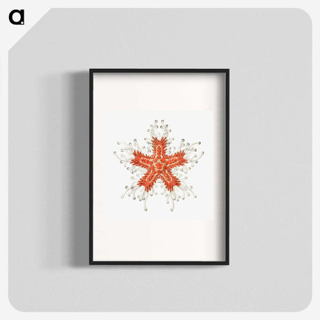 1-94_Ernst-Haeckel_blk