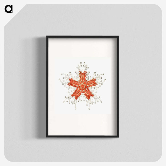 1-94_Ernst-Haeckel_blk
