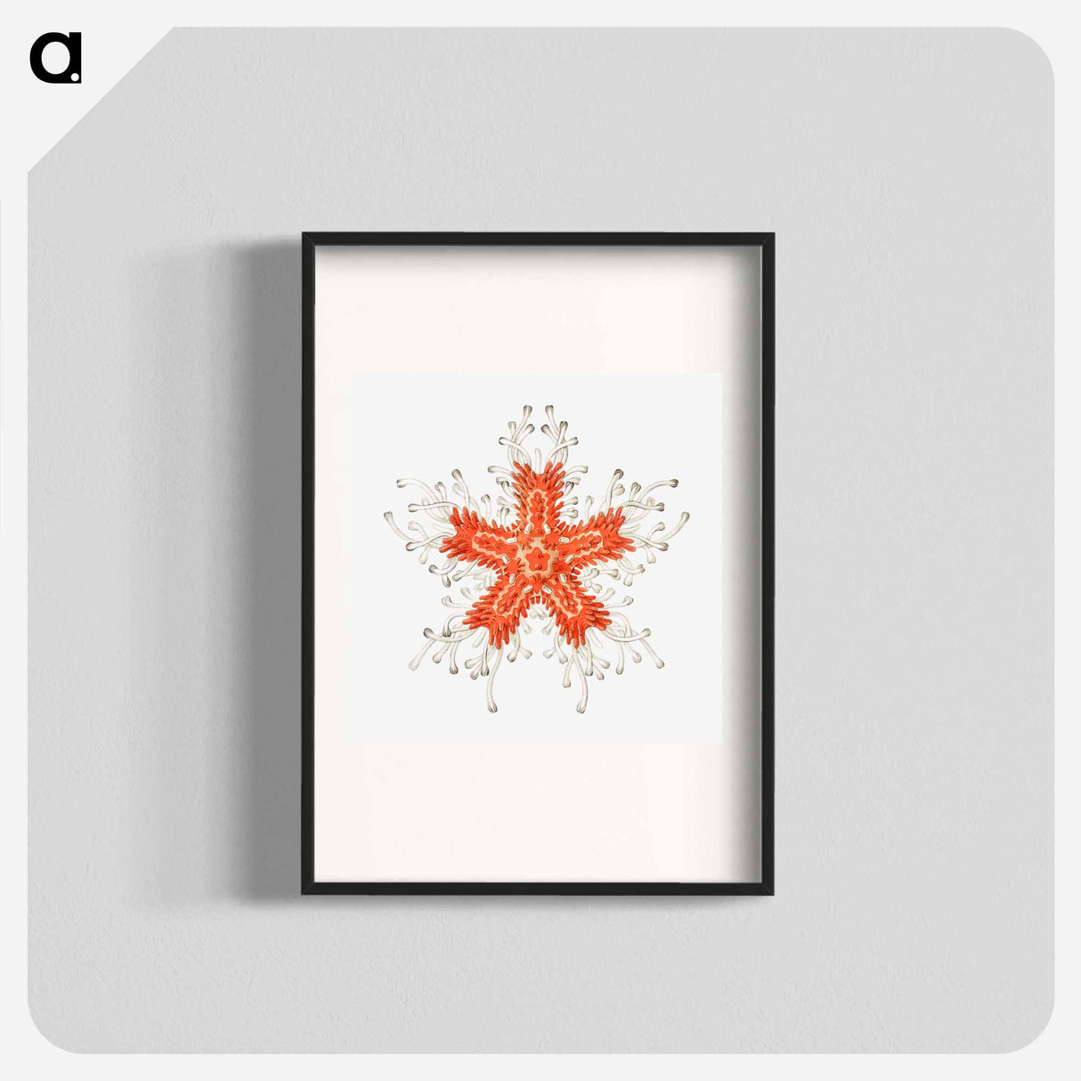 Vintage starfish marine life illustration - エルンスト ヘッケル Poster.