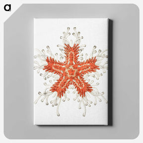 1-94_Ernst-Haeckel_canvas