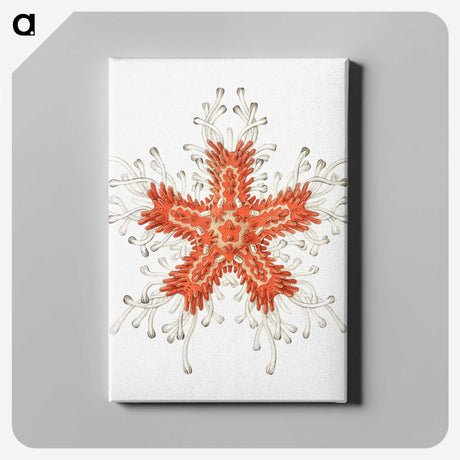 1-94_Ernst-Haeckel_canvas
