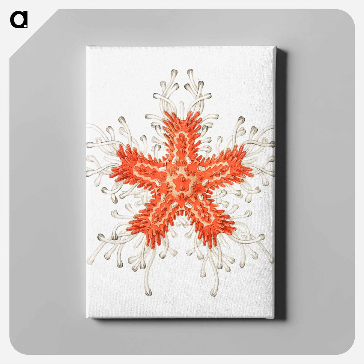 Vintage starfish marine life illustration - エルンスト ヘッケル Canvas.