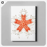 Vintage starfish marine life illustration - エルンスト ヘッケル Canvas.