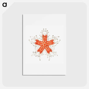 アートポストカード-Vintage starfish marine life illustration - エルンスト ヘッケル Postcard.