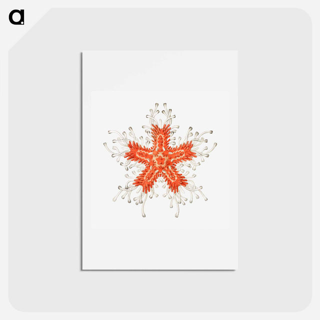 アートポストカード-Vintage starfish marine life illustration - エルンスト ヘッケル Postcard.
