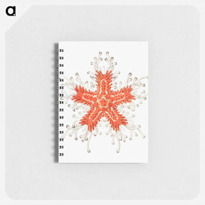 アートメモ帳-Vintage starfish marine life illustration - エルンスト ヘッケル Memo.