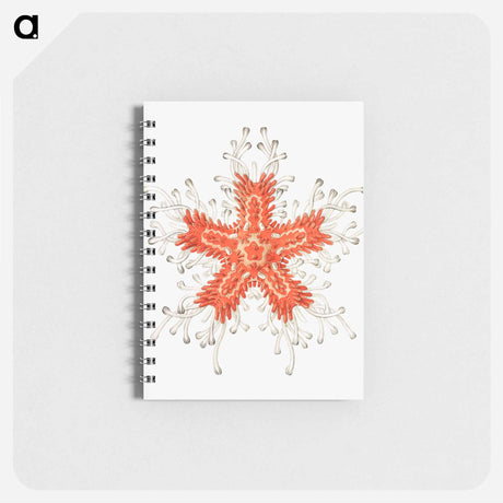 アートメモ帳-Vintage starfish marine life illustration - エルンスト ヘッケル Memo.